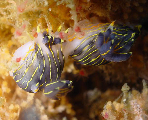 Polycera aurantiomarginata